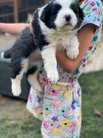 Border collie femmina con pedigree