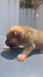 Cuccioli in omaggio