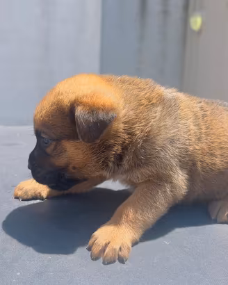Cuccioli in omaggio