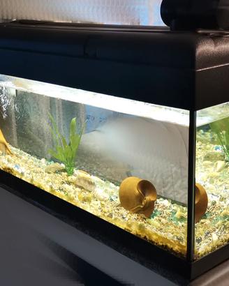 Acquario 100 cm completo