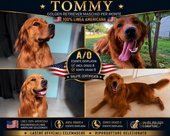 Golden Retriever 100% americano per monta