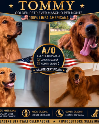 Golden Retriever stallone maschio per monta