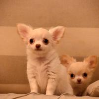 Chihuahua femmine pelo lungo