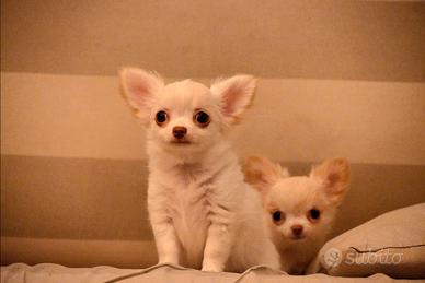 Chihuahua femmine pelo lungo