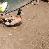 Anatra germana reale maschio