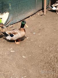 Anatra germana reale maschio