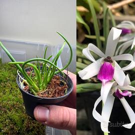 Orchidea Leptotes bicolor