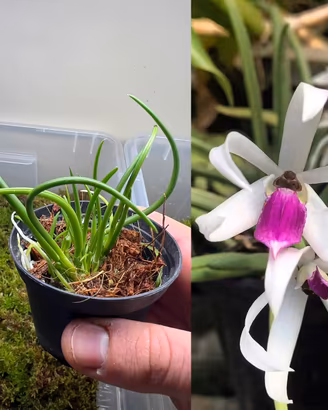 Orchidea Leptotes bicolor