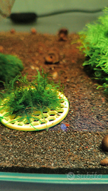 Muschio acquario