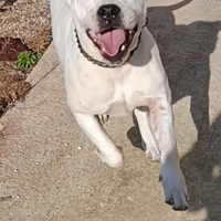 Dogo argentino