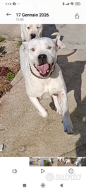 Dogo argentino