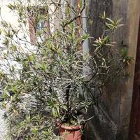 Piante di oleandro