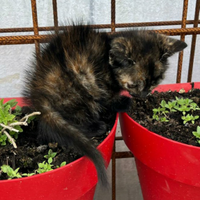 Tricolore da adottare