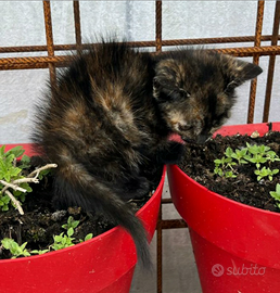 Tricolore da adottare