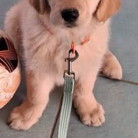 Cucciola Golden Retriever linea anglo-americani