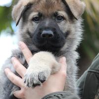 Cuccioli Pastore Tedesco linea lavoro con pedigree