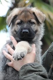 Cuccioli Pastore Tedesco linea lavoro con pedigree