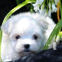 Maltese Toy Cucciolo Trequartidiluna