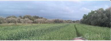 Terreno agricolo pianeggiante