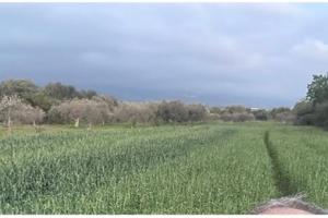 Terreno agricolo pianeggiante