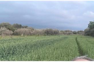 Terreno agricolo pianeggiante