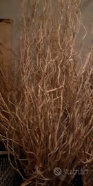 albero di salice bianco 