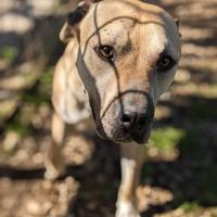 Dino 5 anni e mezzo simil pittbull ben socializzat