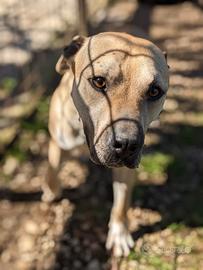 Dino 5 anni e mezzo simil pittbull ben socializzat