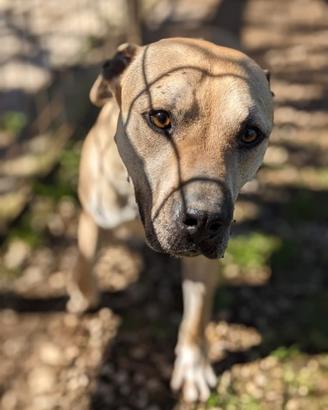 Dino 5 anni e mezzo simil pittbull ben socializzat