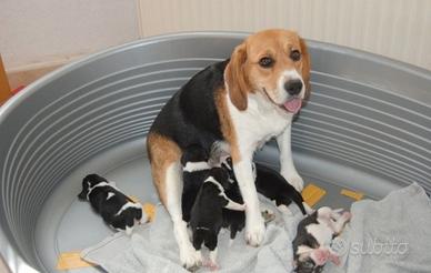 Beagle cuccioli molto graziosi