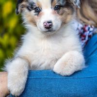 Cuccioli di Pastore Australiano