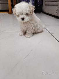 Maltese