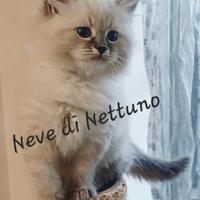 Cuccioli di gatto siberiano neva masquerade