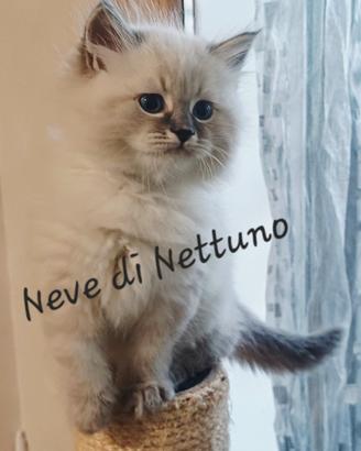 Cuccioli di gatto siberiano neva masquerade