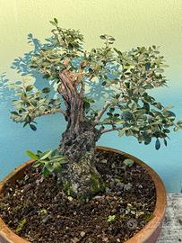 Bonsai di Olivastro (Olea europaea sylvestris)