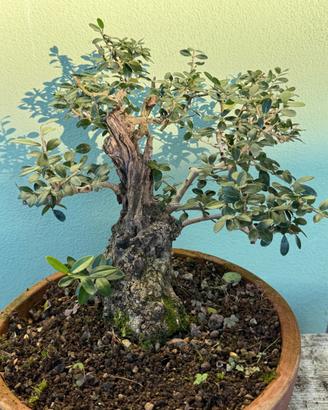 Bonsai di Olivastro (Olea europaea sylvestris)