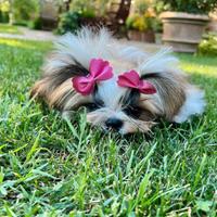 Shihtzu con Pedigree Enci