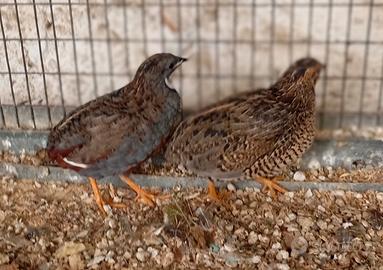 Quaglie cinesi