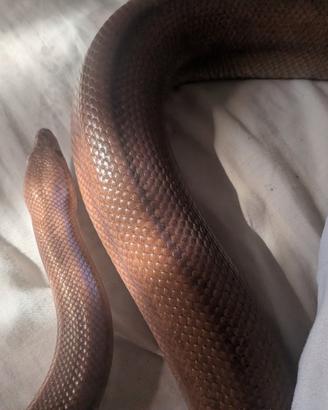 Boa arcobaleno - Epicrates Cenchria Maurus