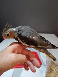 Kalopsite da Imbecco