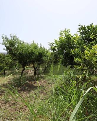 Terreno - Calatabiano