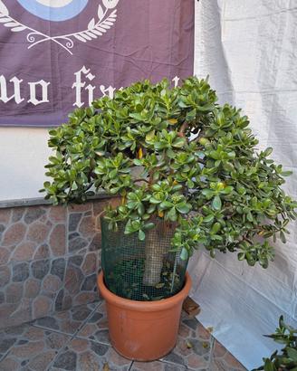 Albero di Giada