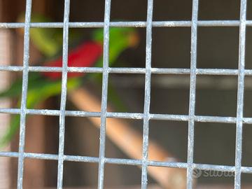 Parrochetti