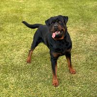 Rottweiler maschio per monta