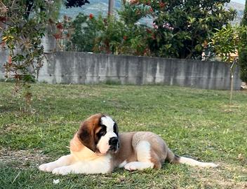 San Bernardo cucciolo strepitoso