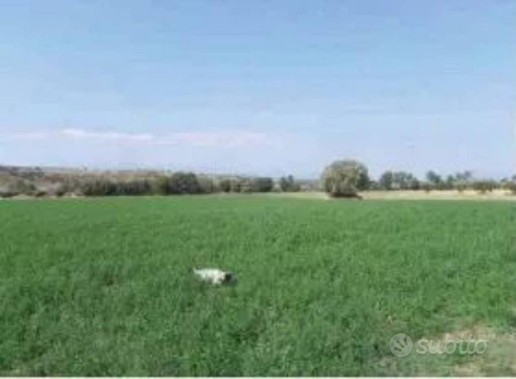 Immobile in asta di 37060 m² a Roggiano Gravina - Vista 3