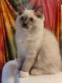 Cuccioli Ragdoll