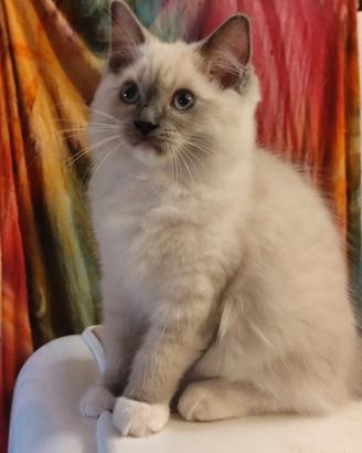 Cuccioli Ragdoll