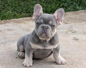 Cuccioli bulldog francese lilac tan
