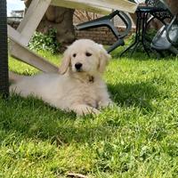 Golden retriever Pedigree Enci